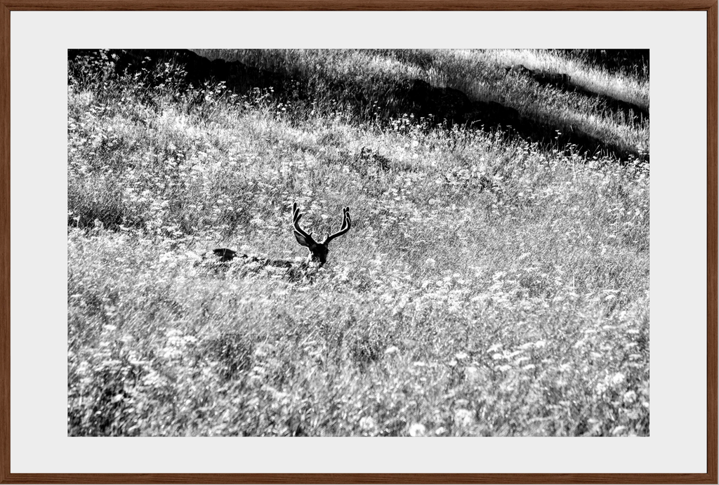 Velvet in the Grass