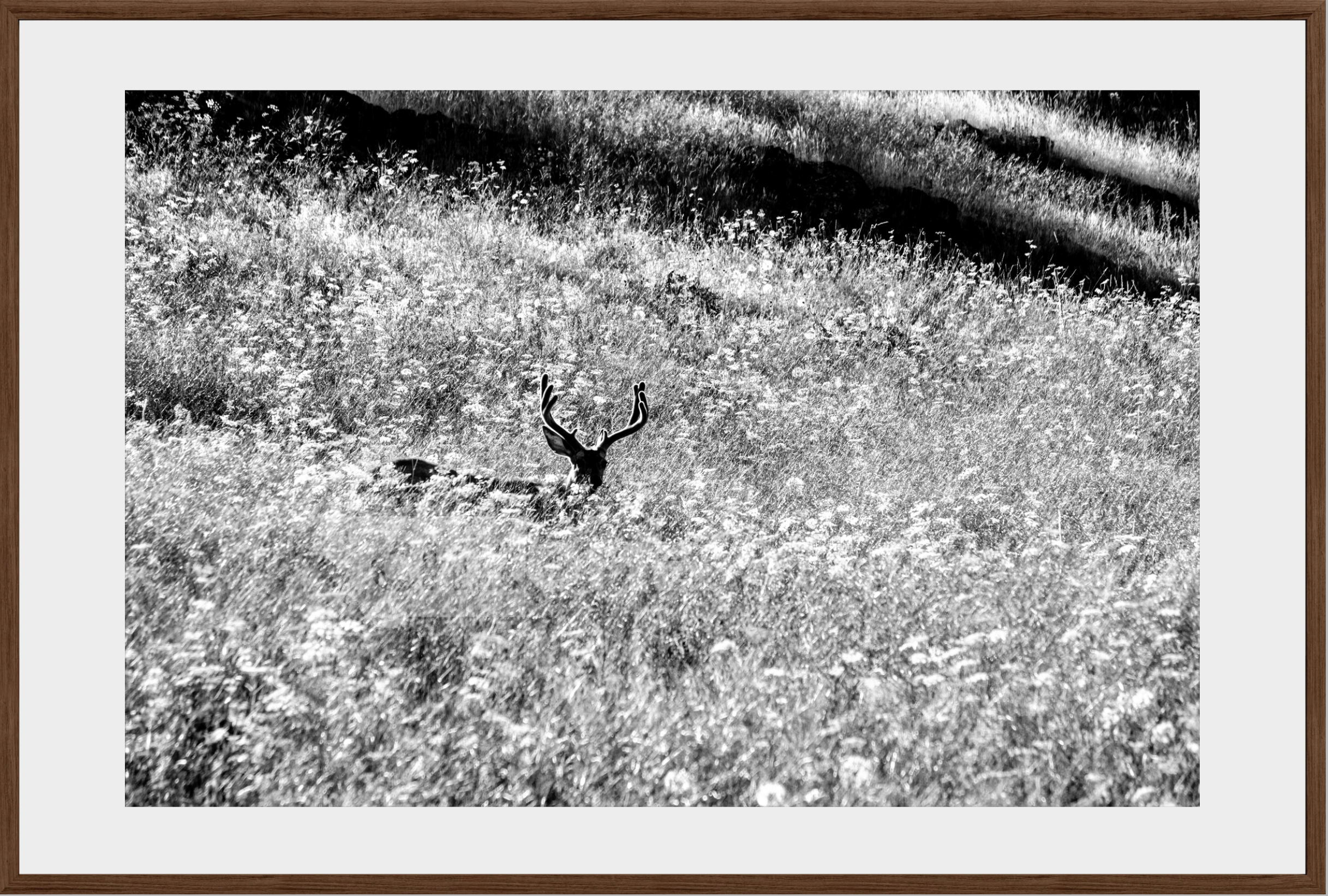 Velvet in the Grass