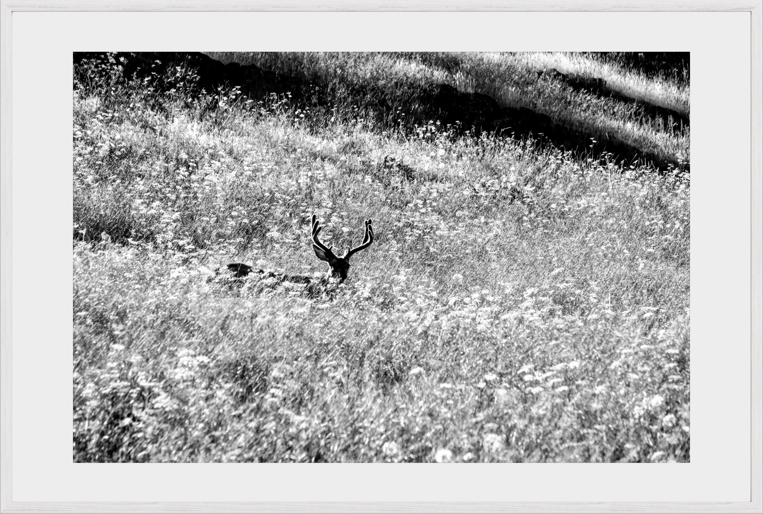 Velvet in the Grass